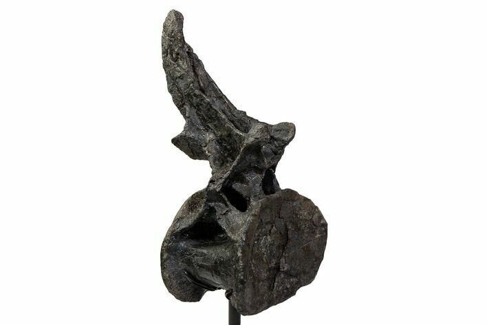 Sauropod (Barosaurus) Caudal Vertebra w/ Metal Stand - Wyoming #334648